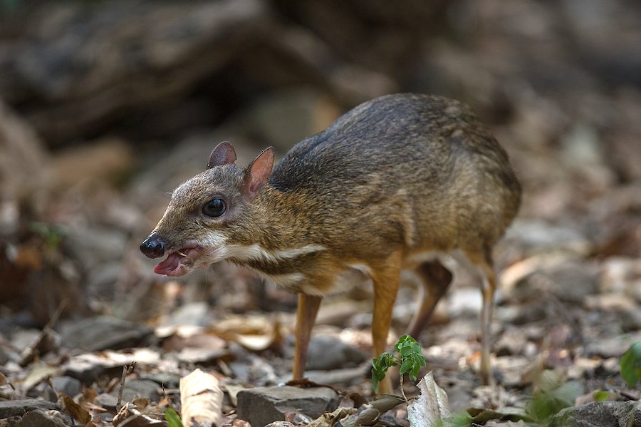 Clever Kanchil, le cerf-souris qui a captivé la Malaisie et l’Indonésie