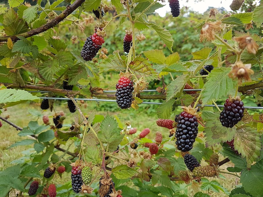 Dix conseils pour stimuler la mémoire naturellement et efficacement