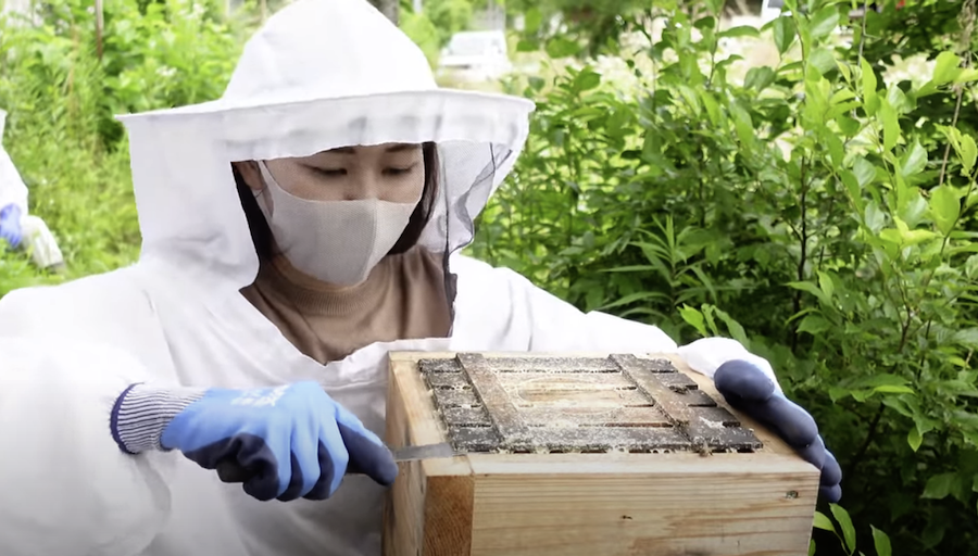 Une étude unique sur les ruches urbaines révèle les secrets de plusieurs villes du monde entier