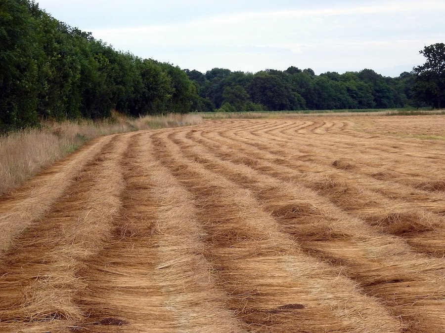 Le fascinant processus de production des fibres naturelles : le lin