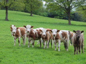 Près de mille scientifiques signent la déclaration de Dublin en faveur de l’alimentation carnée et de l’élevage de bétail