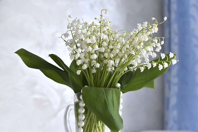 C’est le temps du muguet : cette plante porte-bonheur qui ouvre le joli mois de mai