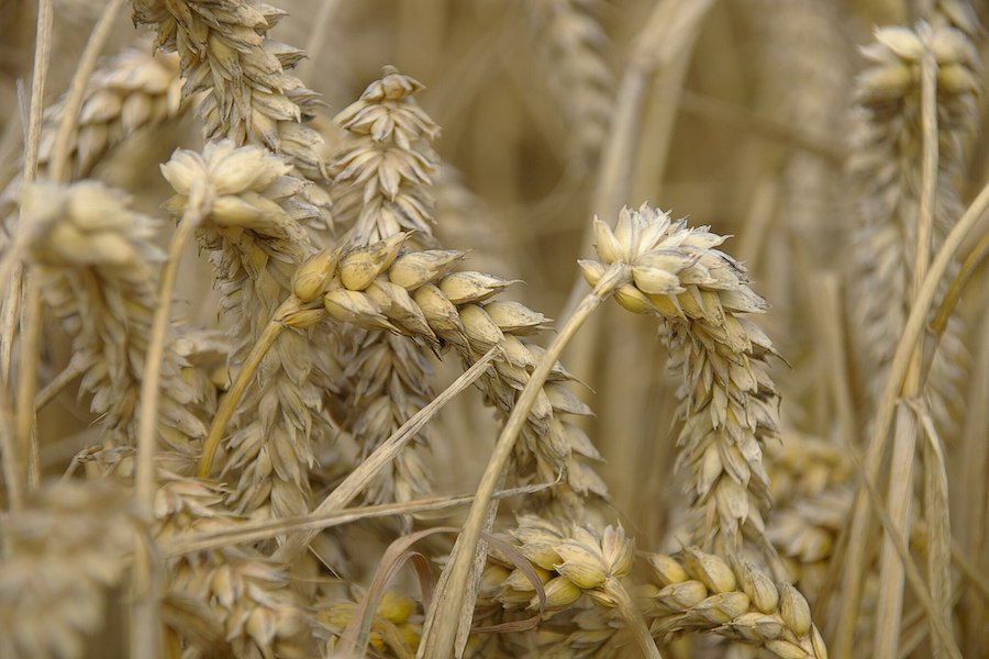 L’alimentation saisonnière répartie sur les douze mois de l’année : juin 