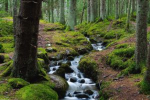Le bain de forêt : une écothérapie accessible pour le corps et l’esprit