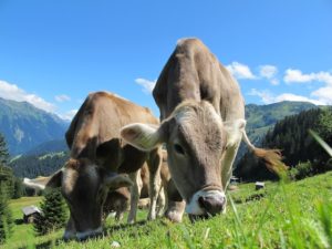 Changement climatique : l’Irlande envisage d’abattre deux cent mille vaches pour tenir ses objectifs