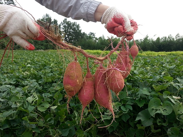 La patate douce : un aliment unique aux propriétés exceptionnelles