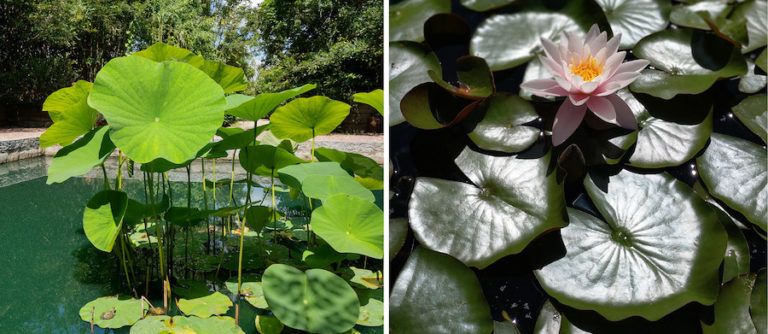 Différence Entre Nénuphar Et Lotus