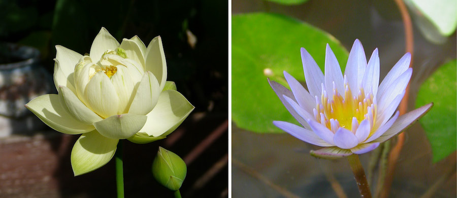 Lotus versus nénuphar : trois différences clés entre ces fleurs aquatiques