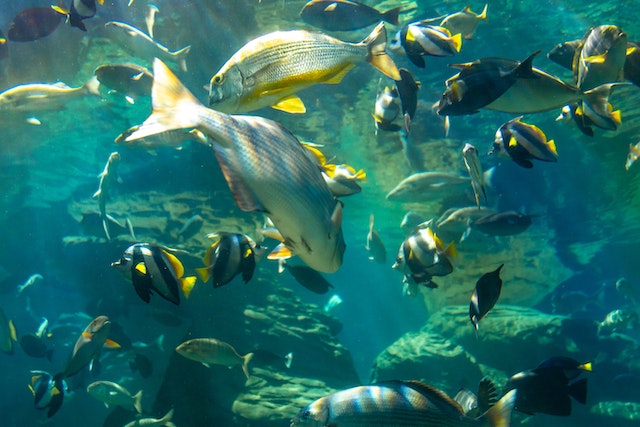 Les Nations Unies adoptent le premier traité sur la haute mer visant à protéger la biodiversité des océans