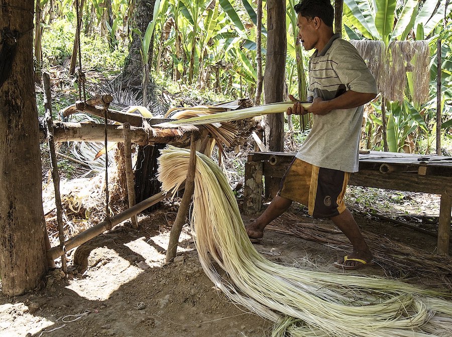 Le processus fascinant à l’origine de la beauté des fibres naturelles : l’abaca