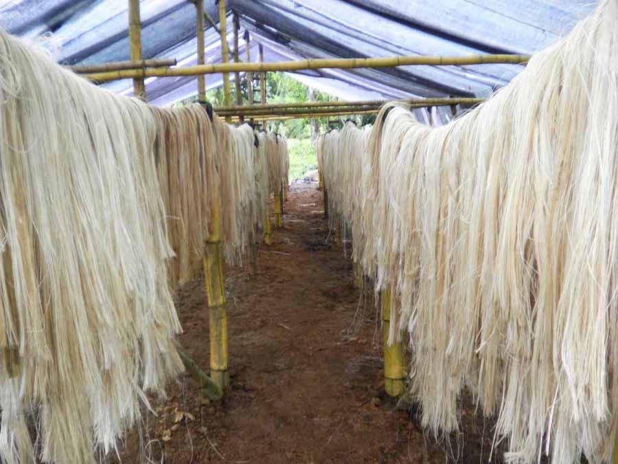 Le processus fascinant à l’origine de la beauté des fibres naturelles : l’abaca