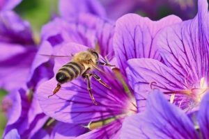 La thérapie par les abeilles ou apithérapie : les vertus des vibrations sonores et du miel