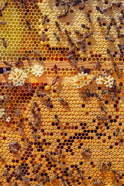 La thérapie par les abeilles ou apithérapie : les vertus des vibrations sonores et du miel