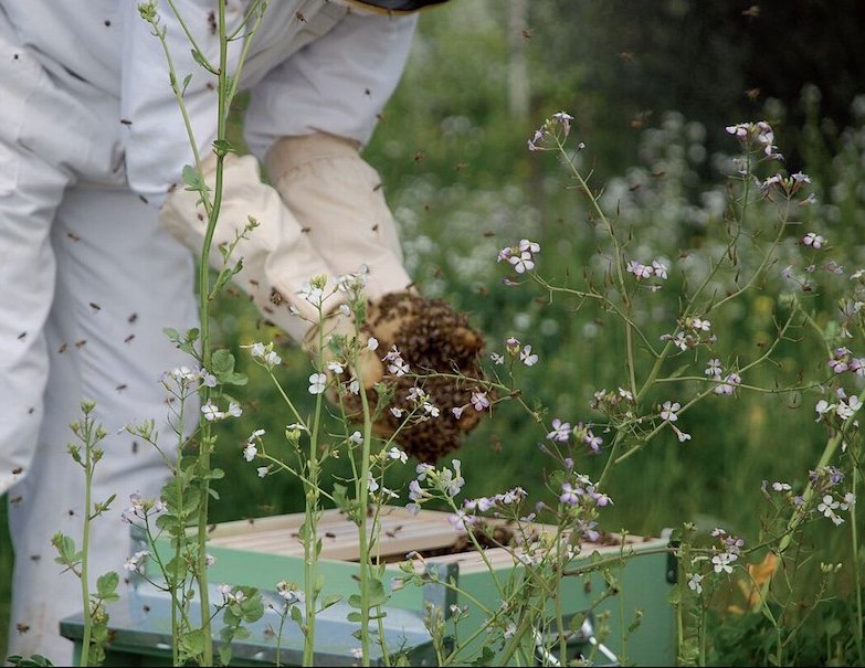 La thérapie par les abeilles ou apithérapie : les vertus des vibrations sonores et du miel