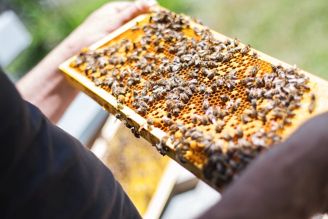 La thérapie par les abeilles ou apithérapie : les vertus des vibrations sonores et du miel