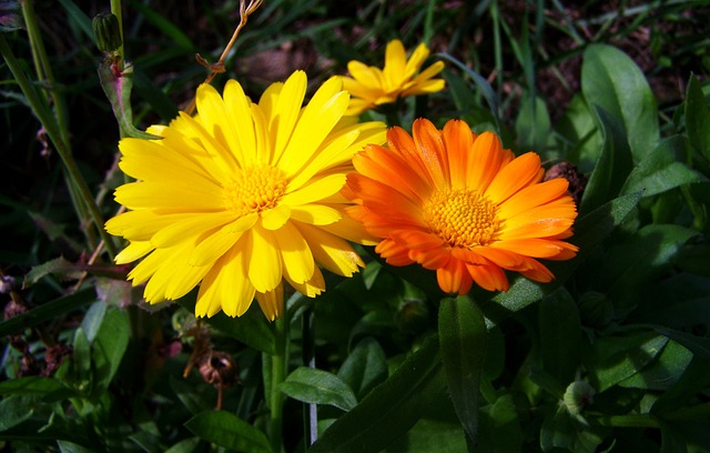 Le calendula ou l’amoureux du soleil, appelé aussi souci des jardins