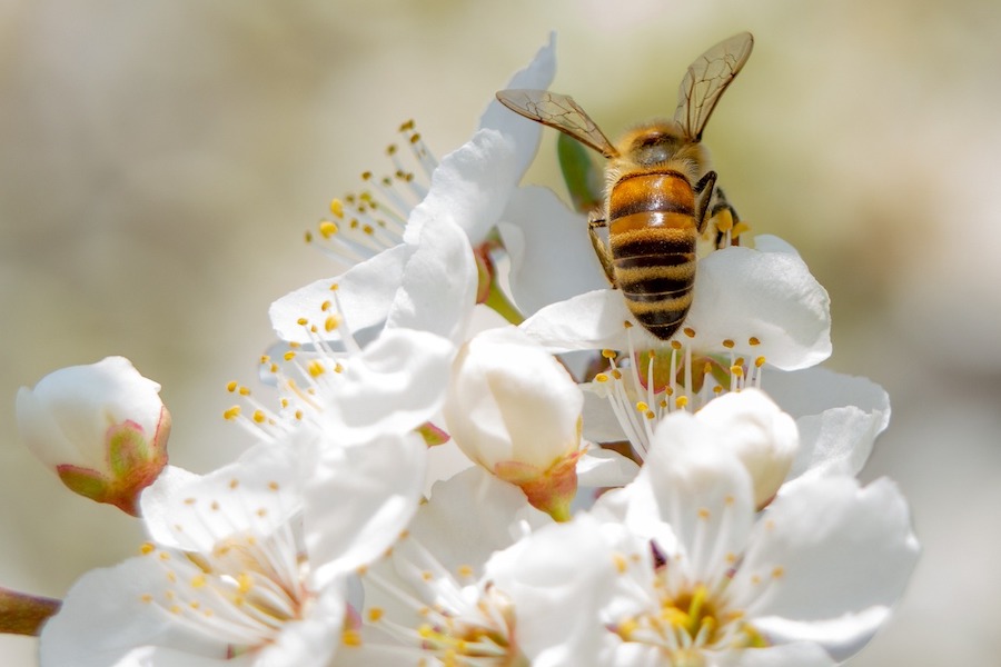 L’abeille : sa disparition, une menace pour l’humanité