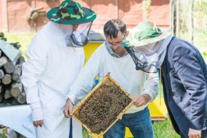 L’abeille : sa disparition, une menace pour l’humanité