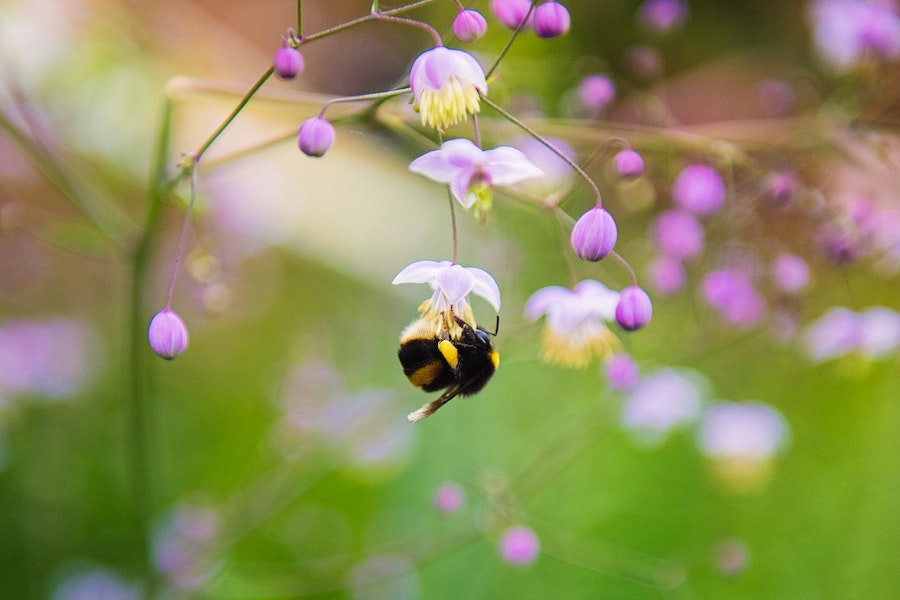 L’abeille : sa disparition, une menace pour l’humanité