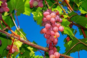 L’alimentation saisonnière répartie sur les douze mois de l’année : septembre