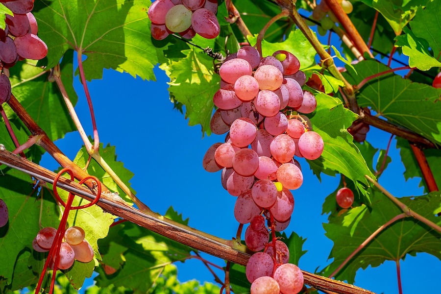 L’alimentation saisonnière répartie sur les douze mois de l’année : septembre