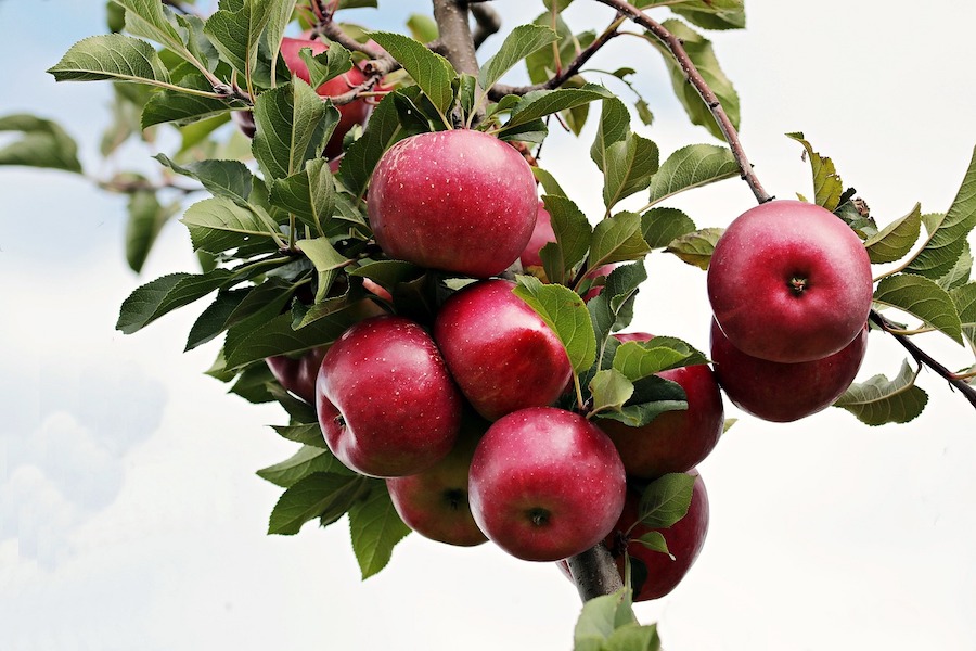 L’alimentation saisonnière répartie sur les douze mois de l’année : septembre