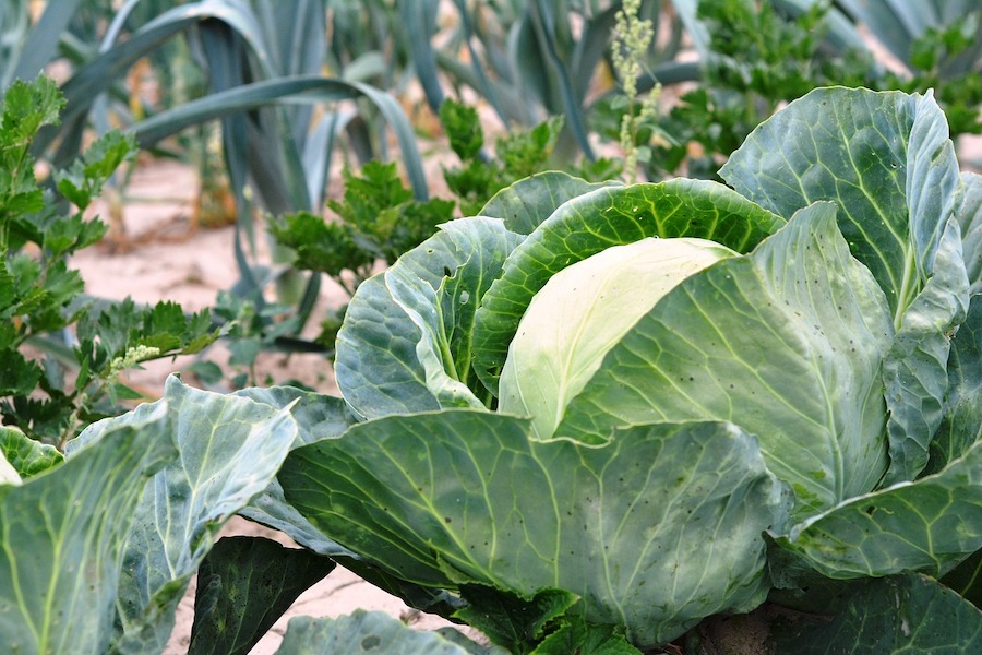 L’alimentation saisonnière répartie sur les douze mois de l’année : septembre