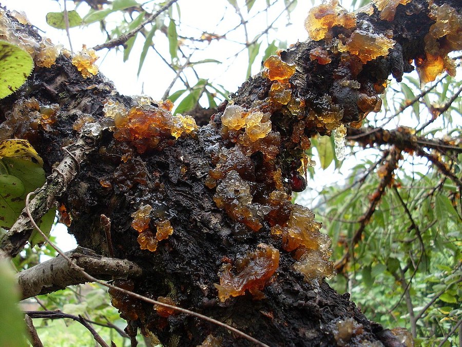 L’automne chinois a débuté avec Liqiu, le treizième terme solaire : une soupe aux champignons blancs pour rajeunir le corps