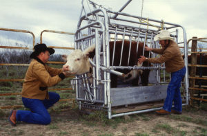 États-Unis : les prix des bovins augmentent en raison de la pénurie de bétail sur le marché
