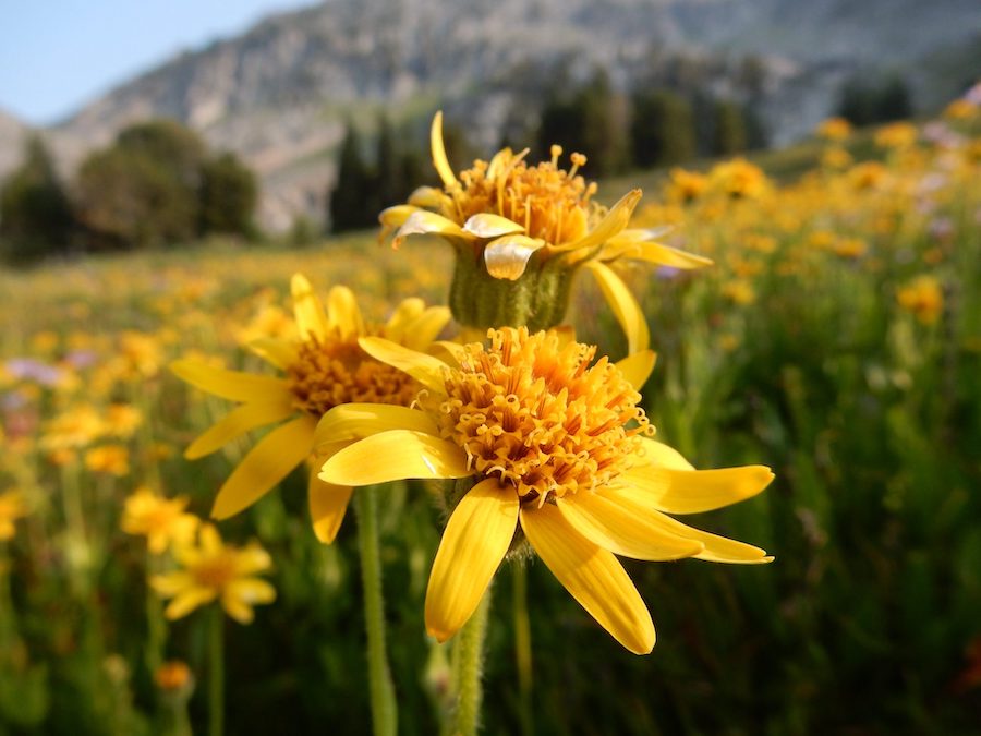 Les vertus des remèdes traditionnels, connaître et cultiver les plantes médicinales : l’arnica