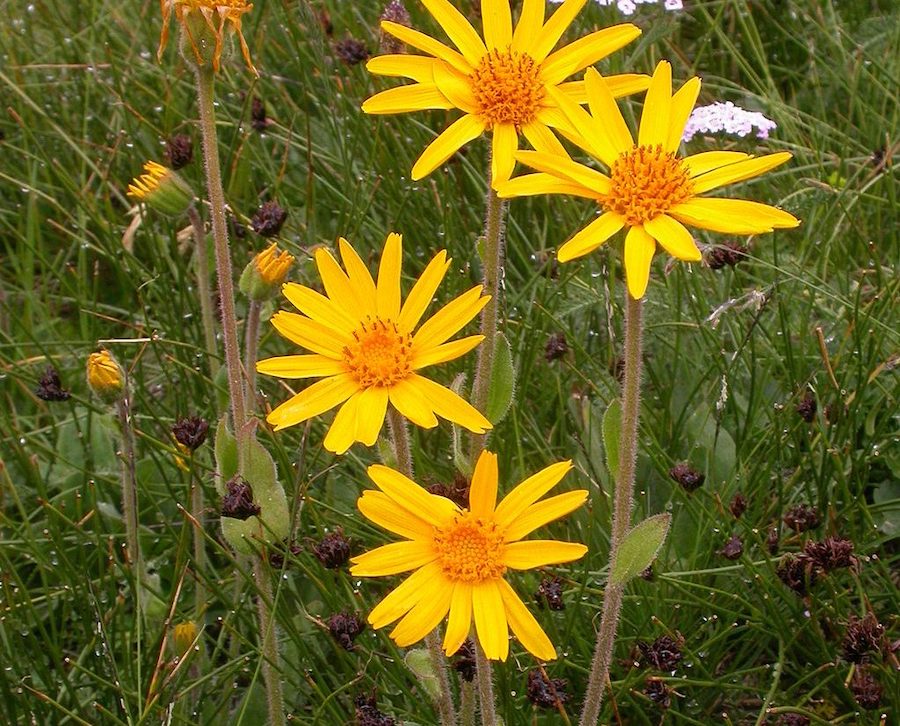 Les vertus des remèdes traditionnels, connaître et cultiver les plantes médicinales : l’arnica