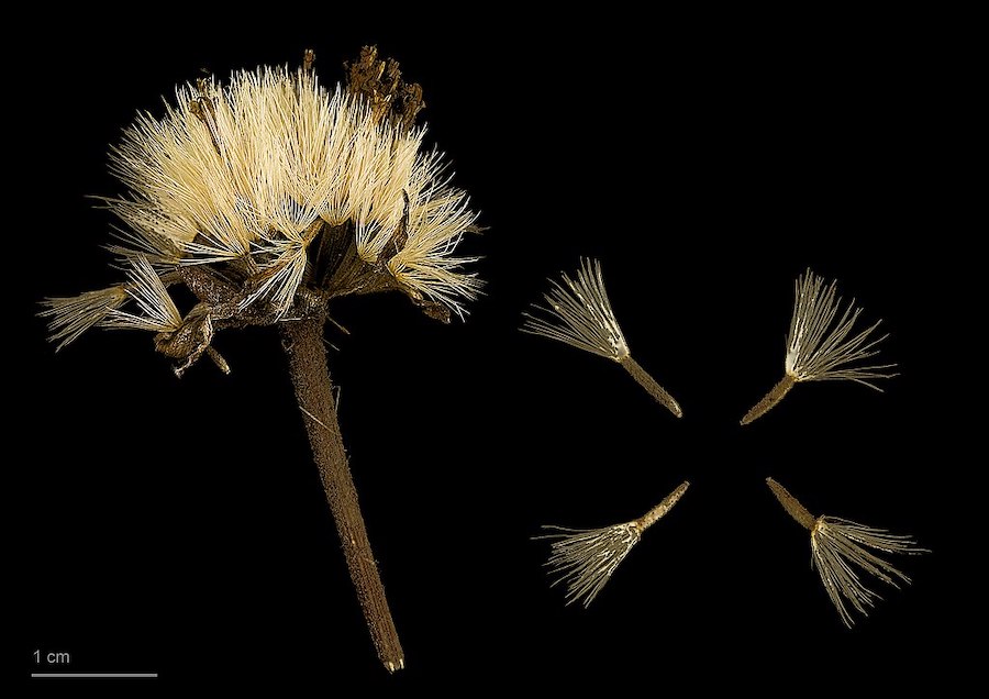 Les vertus des remèdes traditionnels, connaître et cultiver les plantes médicinales : l’arnica