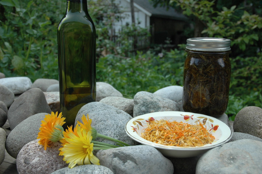 Les vertus des remèdes traditionnels, connaître et cultiver les plantes médicinales : l’arnica