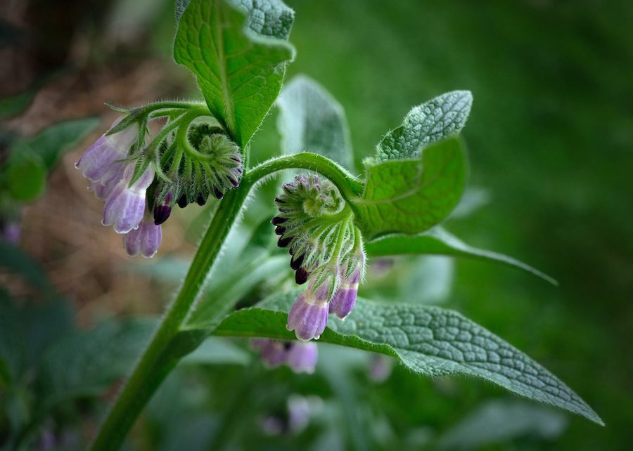 Les vertus des remèdes traditionnels, connaître et cultiver les plantes médicinales : la consoude