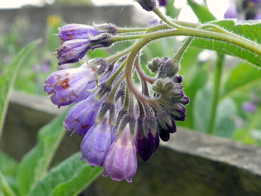 Les vertus des remèdes traditionnels, connaître et cultiver les plantes médicinales : la consoude