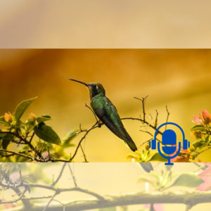 Société – Ils m’ont donné une nouvelle vie : une survivante du cancer ouvre sa maison aux colibris malades