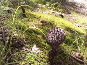 L’alimentation saisonnière répartie sur les douze mois de l’année, la chasse aux champignons : Octobre