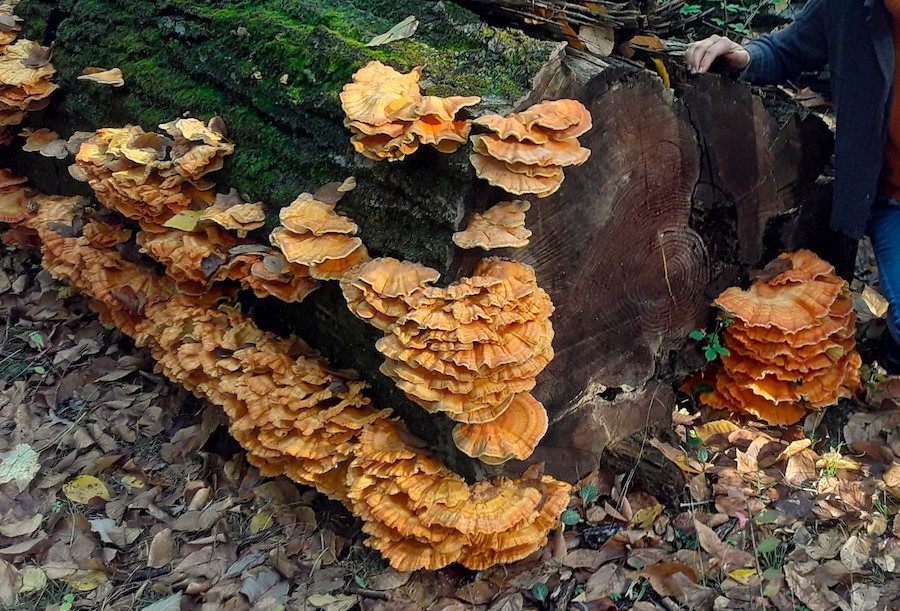 L’alimentation saisonnière répartie sur les douze mois de l’année, la chasse aux champignons : octobre