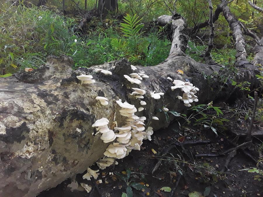 L’alimentation saisonnière répartie sur les douze mois de l’année, la chasse aux champignons : octobre