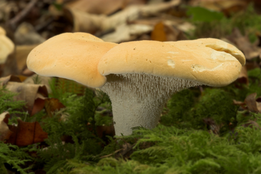 L’alimentation saisonnière répartie sur les douze mois de l’année, la chasse aux champignons : octobre