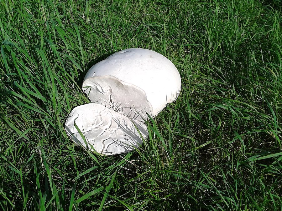 L’alimentation saisonnière répartie sur les douze mois de l’année, la chasse aux champignons : octobre