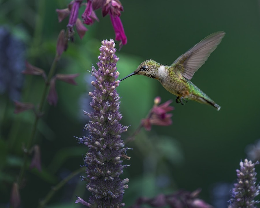 Ils m’ont donné une nouvelle vie : une survivante du cancer ouvre sa maison aux colibris malades