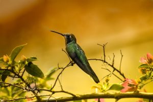 Ils m’ont donné une nouvelle vie : une survivante du cancer ouvre sa maison aux colibris malades