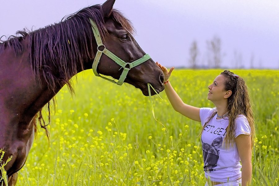 À la découverte de l’ami le plus fidèle et le plus durable de l’homme : le cheval