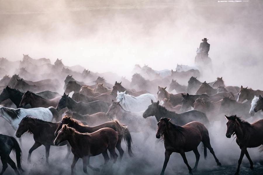 À la découverte de l’ami le plus fidèle et le plus durable de l’homme : le cheval