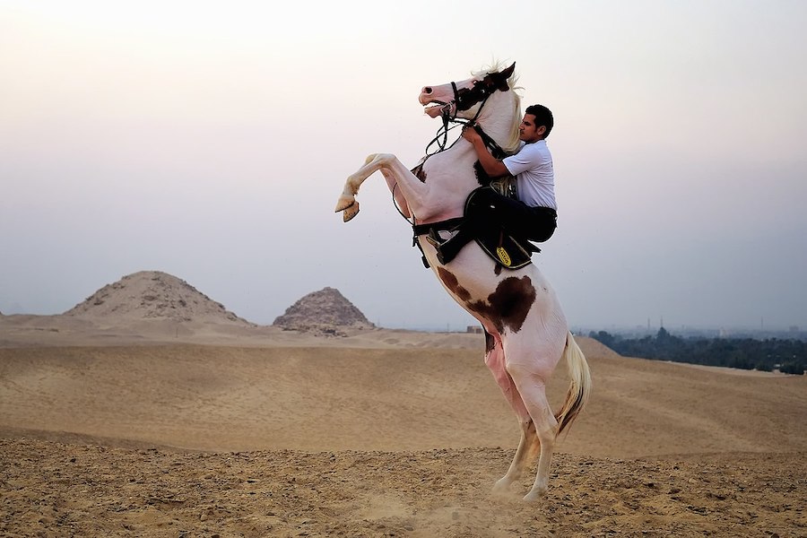 À la découverte de l’ami le plus fidèle et le plus durable de l’homme : le cheval