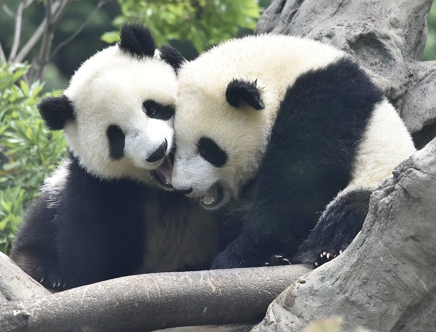 Un milliardaire de New York fait pression sur la Chine pour un prêt de pandas au zoo de Central Park