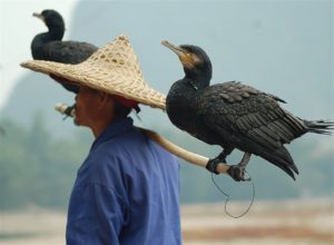 La pêche au cormoran, une tradition millénaire de collaboration entre l’homme et la faune sauvage