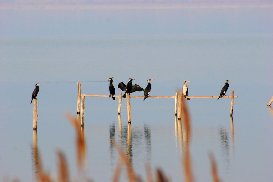 La pêche au cormoran, une tradition millénaire de collaboration entre l’homme et la faune sauvage