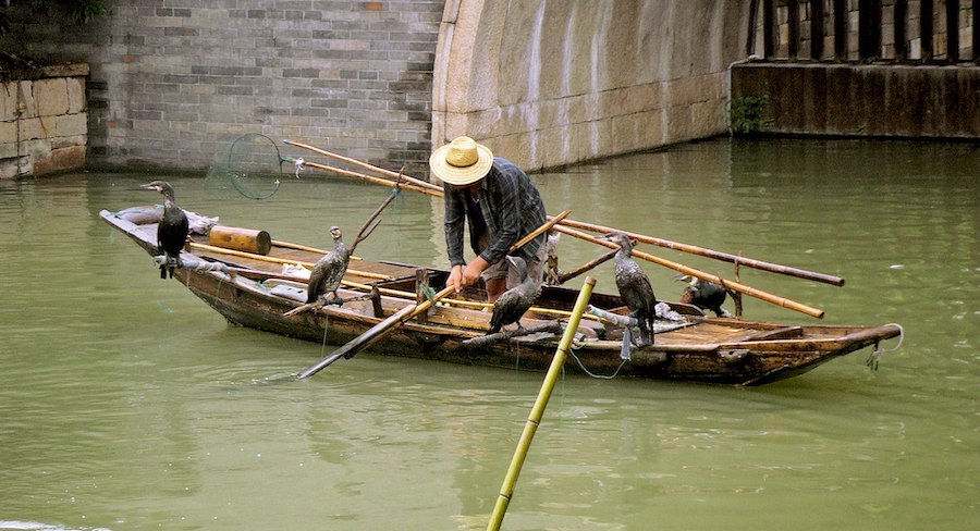 La pêche au cormoran, une tradition millénaire de collaboration entre l’homme et la faune sauvage